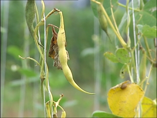 El SERIDA presenta a los productores dos variedades de faba más sanas