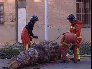 Bomberos retiran una palmera derribada por el viento