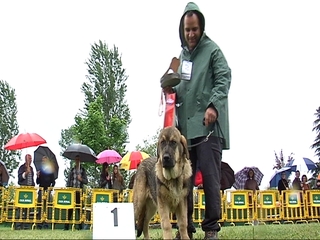 Ejemplar de mastín participando en el campeonato