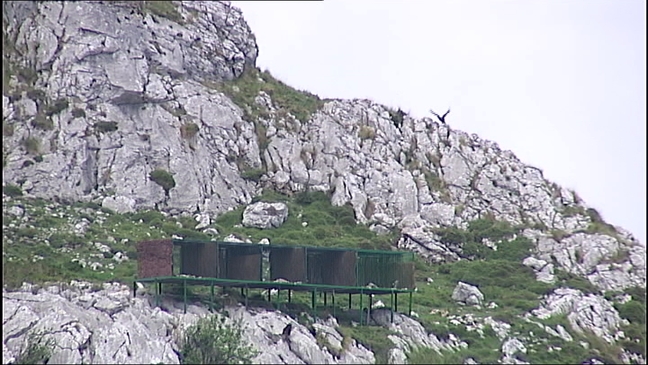 Suelta de dos ejemplares nuevos de quebrantahuesos en Benia de Onís