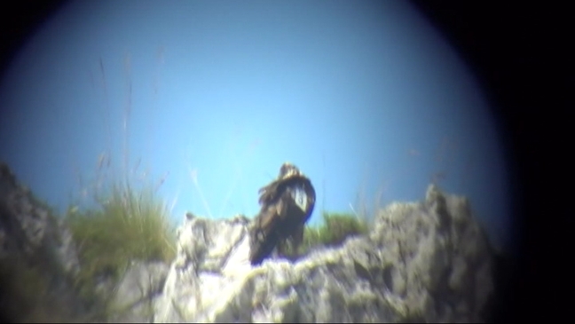 Localizado el quebrantahuesos Guena aleteando sobre Picos de Europa