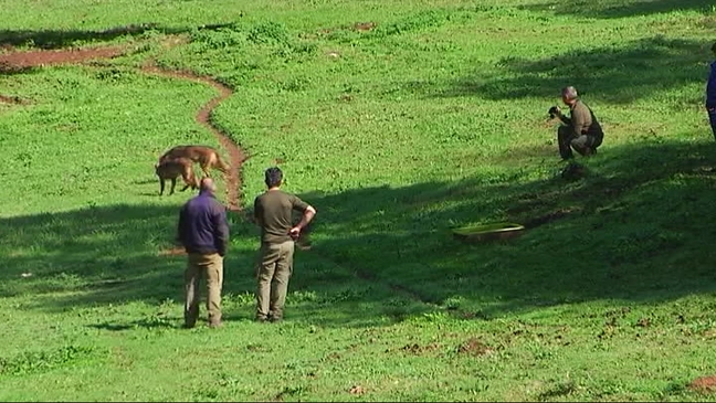 Los lobeznos capturados en Ponga ya están en la Casa del Lobo