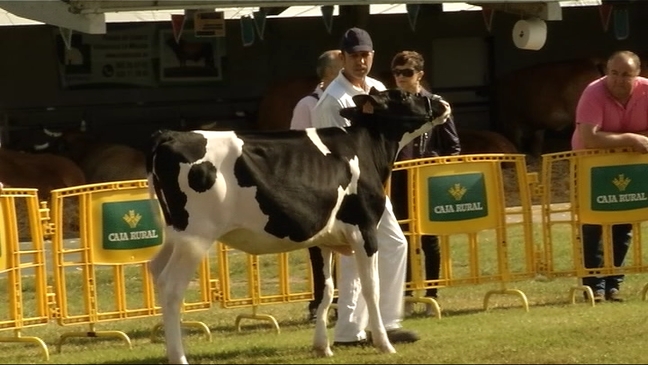 Participante en el XLI del Concurso Exposición Regional de Ganado Vacuno 