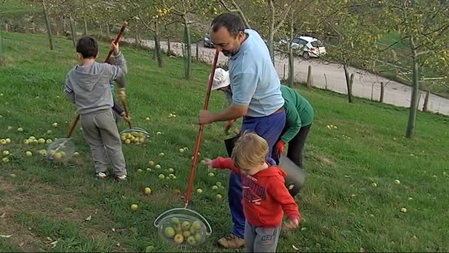 La familia Niembro apañando manzanas
