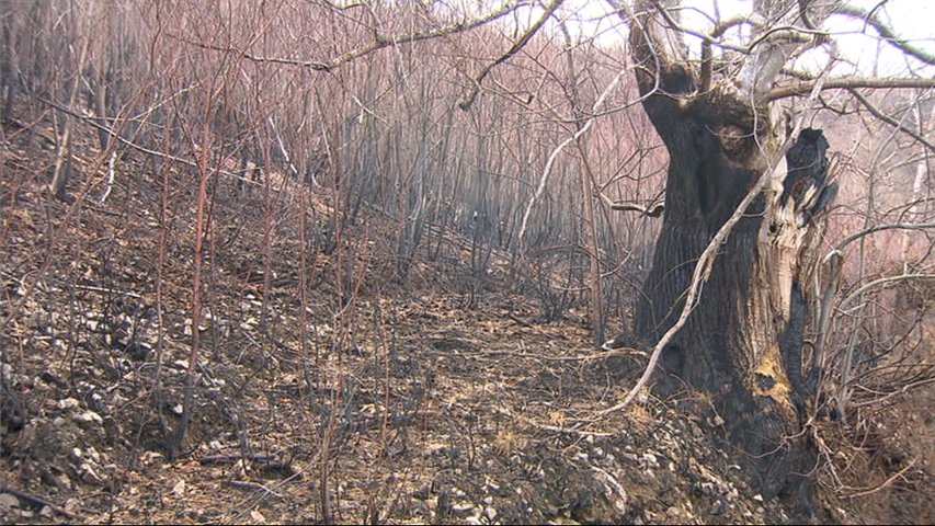 Bosque incendiado