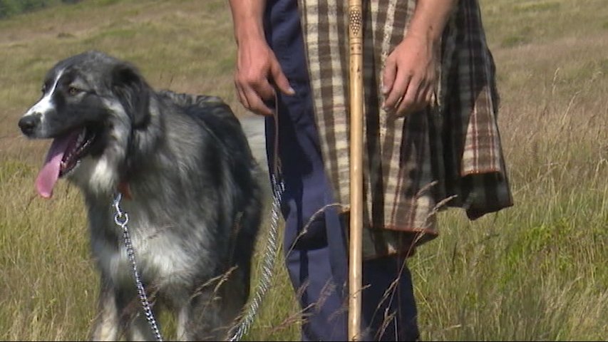 imagen de un perro de la unidad canina antivenenos de asturias