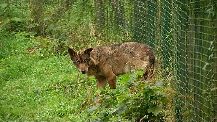 Lobo en la Casa del Lobo en Belmonte