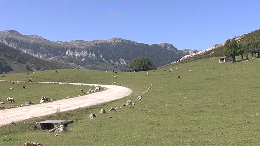 Ovejas en la montaña de Covadonga