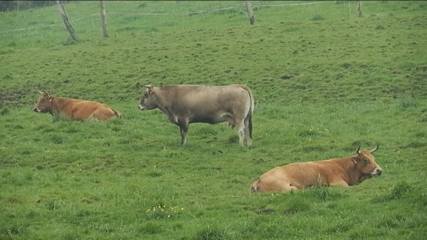 Vacas pastando en un prao