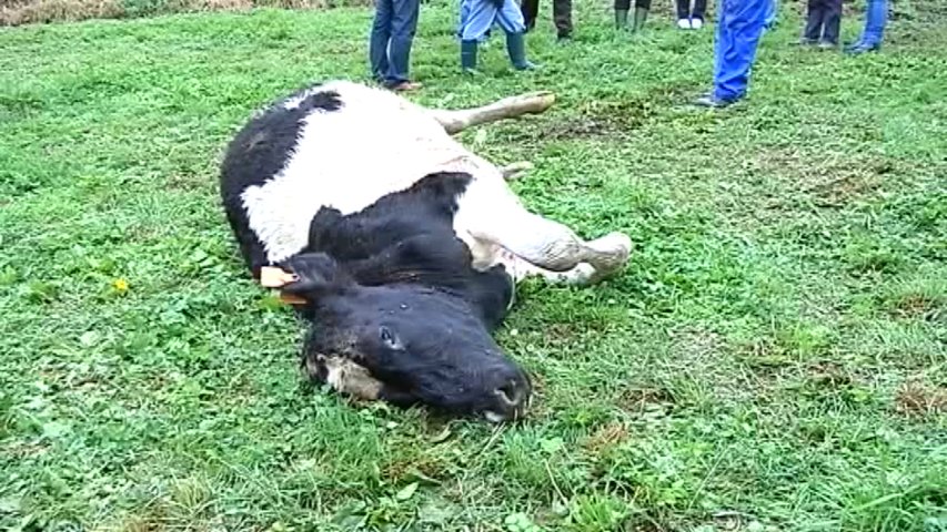 Los ganaderos responderán a la 'declaración de guerra' que supone proteger al lobo