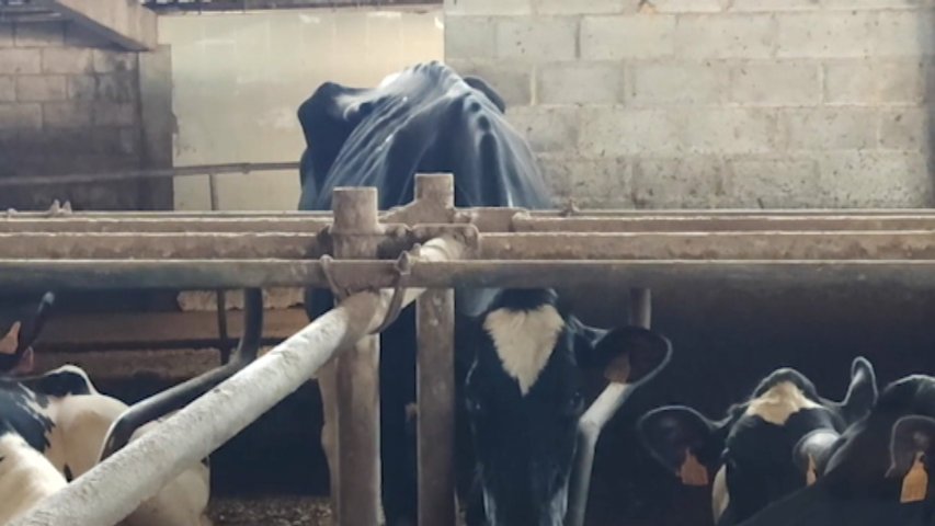 Equalia denuncia posible maltrato animal en siete ganaderías de leche asturianas