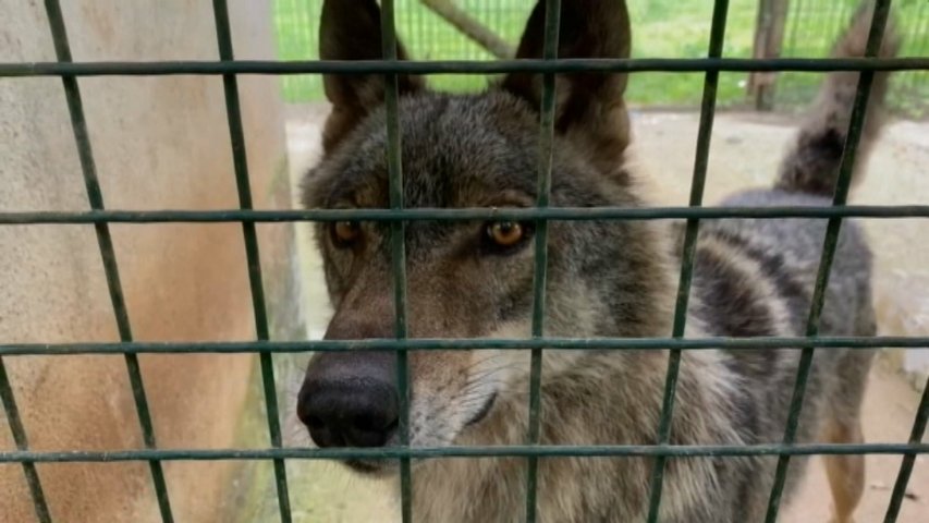 Un lobo enjaulado