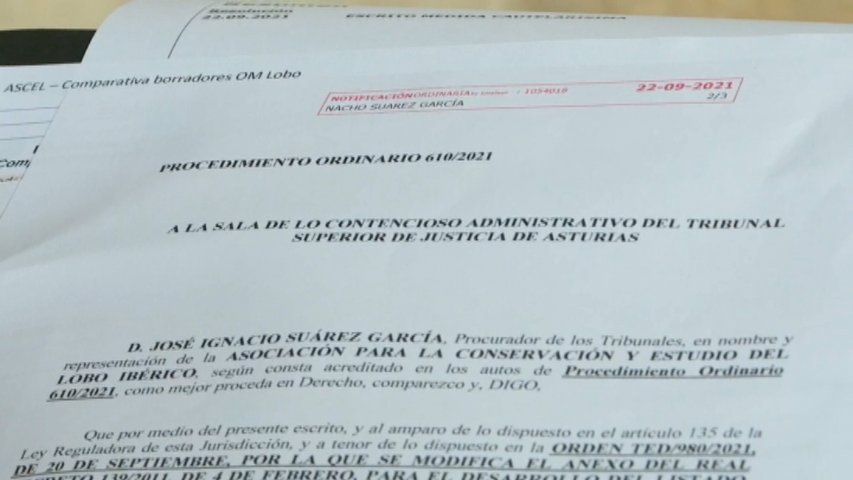   ASCEL pide en el juzgado 'medida cautelarísima' para que suspenda el Plan de control del lobo de 2021-2022 