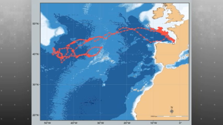 Ruta migratoria de un bonito juvenil durante el invierno en dos años consecutivos, registrada por el Centro Tecnológico AZTI