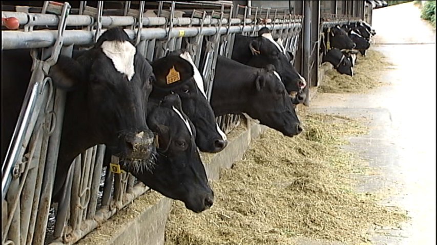 Vacas de una ganadería asturiana