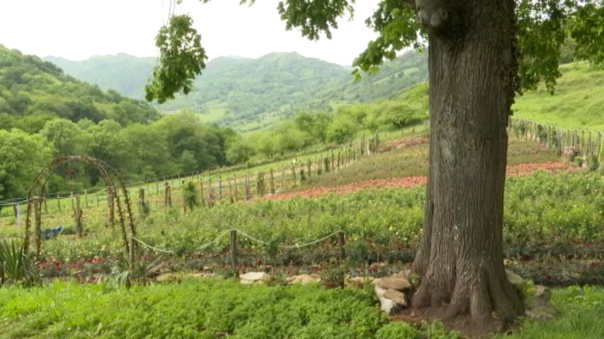 Más de 20.000 rosas comestibles se cosecharán esta temporada en esta finca de Trubia