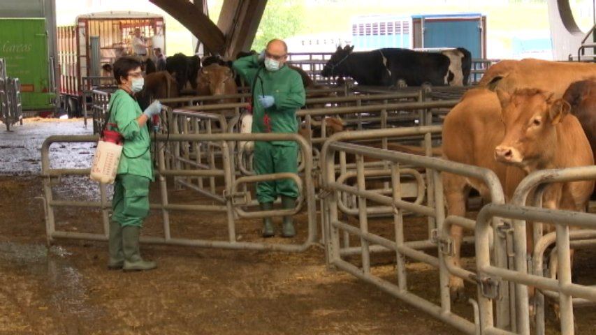 Medio Rural refuerza la higiene en el Mercado Nacional de Ganado contra la enfermedad hemorrágica