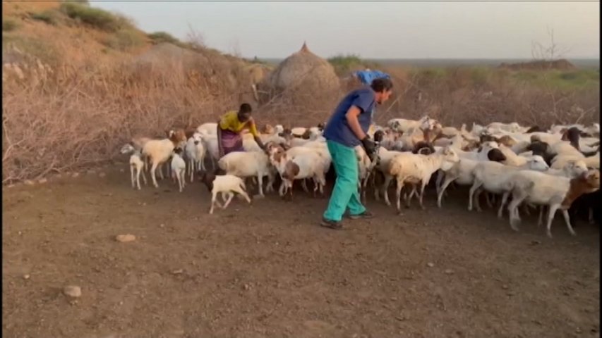 Veterinario de Ribadesella desparasitando ovejas en África