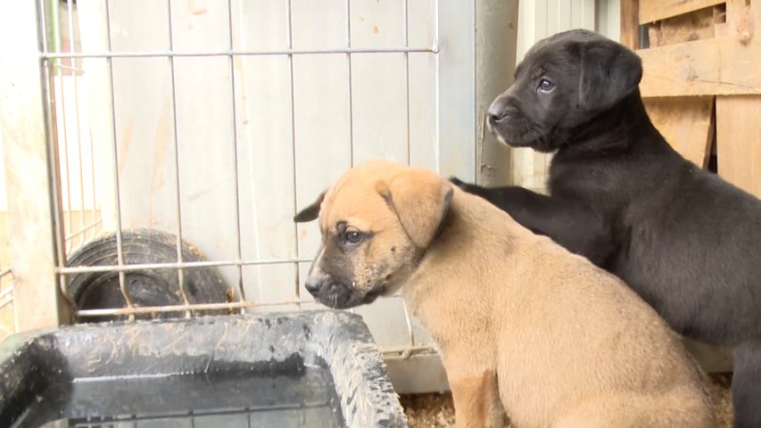 Dos cachorros en una perrera a la espera de adopción