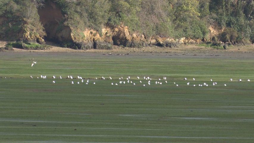 Aves en la ría del Eo, donde se ubicará un centro de control de la Sociedad Española de Ornitología