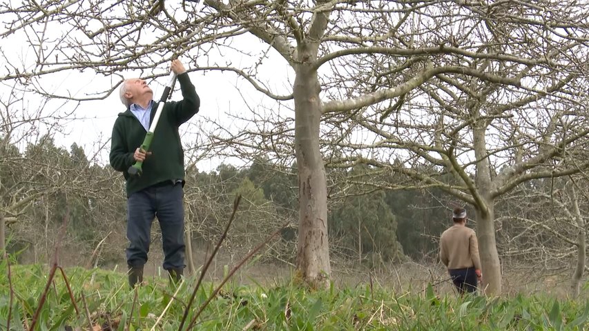 Poda de manzanos en una plantación asturiana