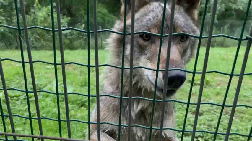 El censo del lobo en Asturias constata un incremento del número de manadas en 2023