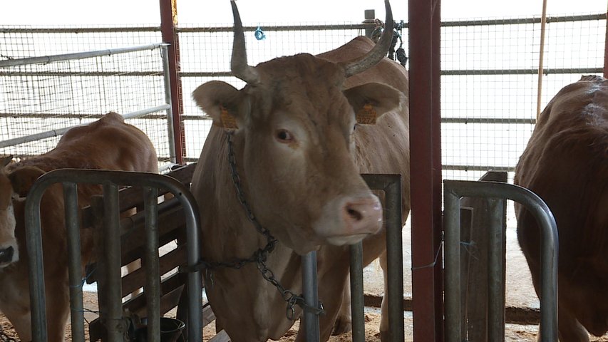 Vacas en una ganadería asturiana