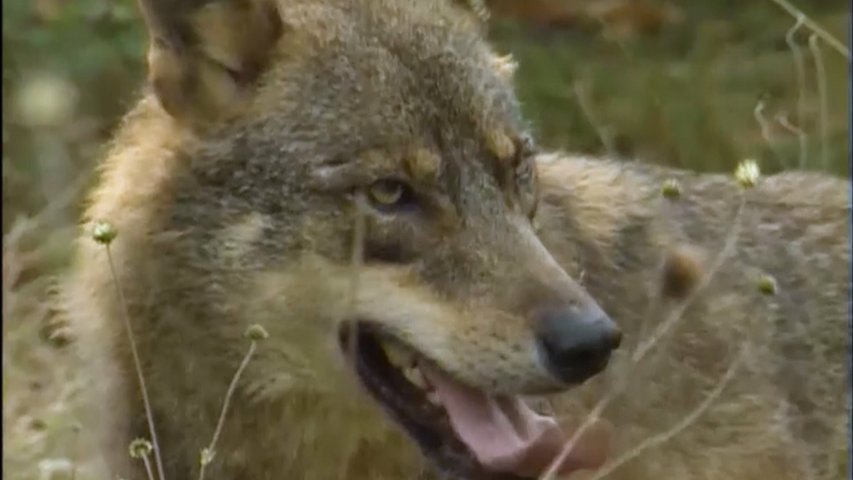 Un lobo merodeando por un pueblo asturiano a plena luz del día