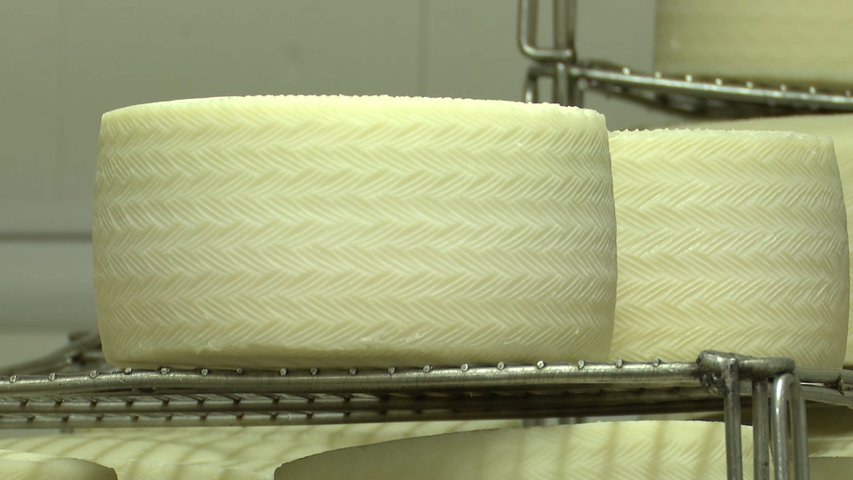 Varios quesos en producción en Industrias Lácteas Monteverde