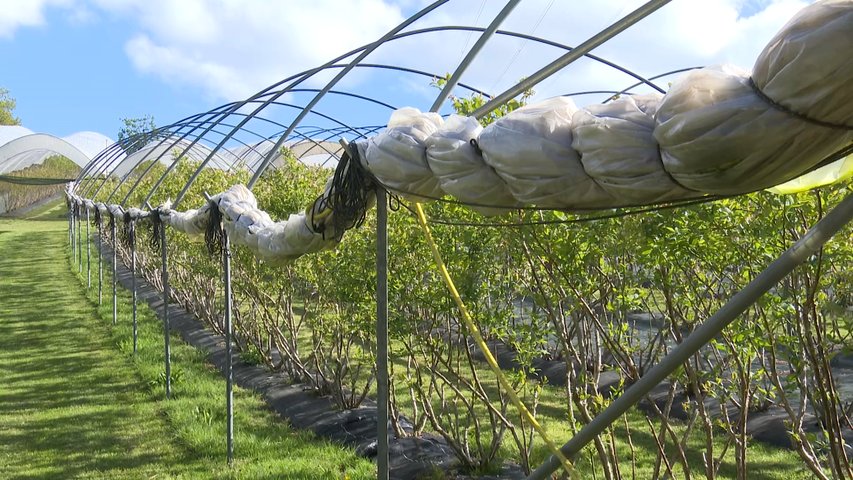 Plantación de arándanos en Asturias