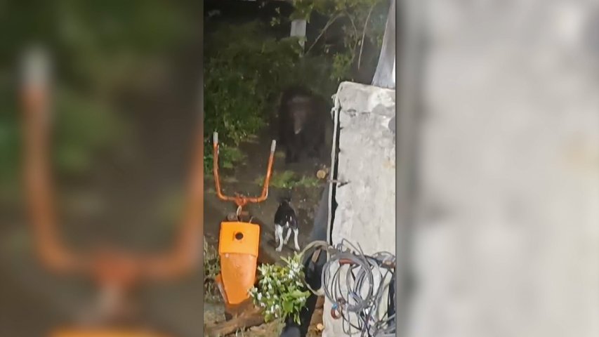 Un oso merodea cerca de una casa en Yernes y Tameza