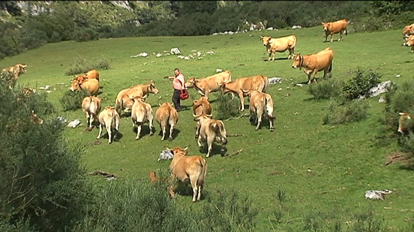 Vacas pastando en un prao en Asturias