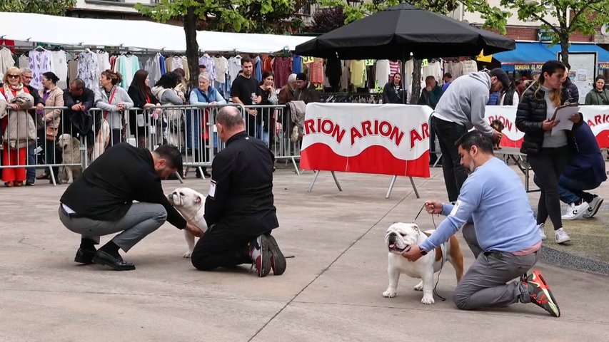 Arriondas acoge una nueva edición de su concurso nacional canino