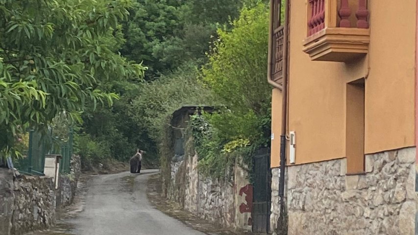 Un vecino de Puerto, en Oviedo, avistó anoche a un oso caminando a 50 metros de su casa 