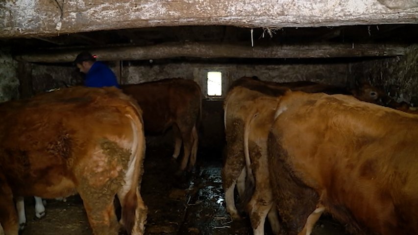 La nueva normativa sobre las condiciones de las cuadras tendrán que garantizar una gestión adecuada de estiércol y purines 