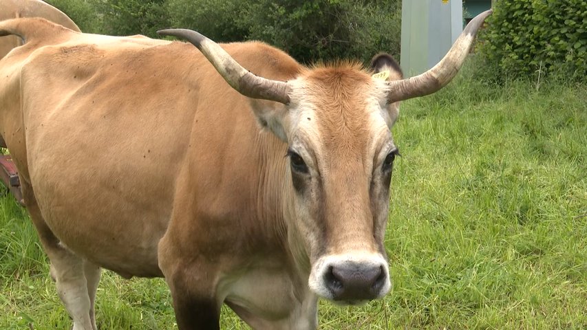 Una vaca de una ganadería tinetense afectada por tuberculosis bovina