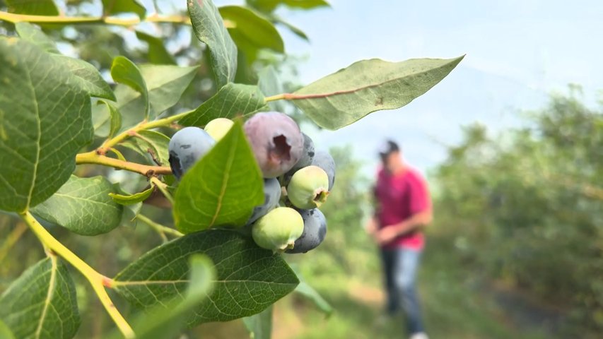 Arándanos y leche ecológica con sello de La Peña, en Salas