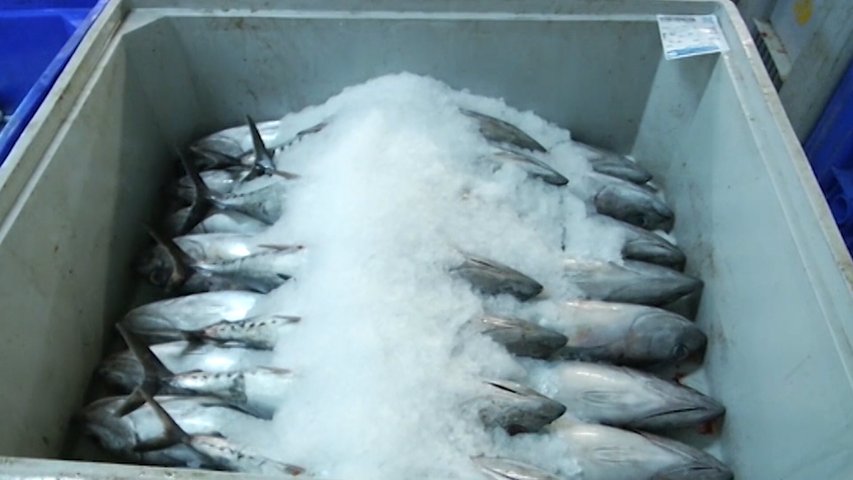 Los pescadores prevén que la costera del bonito llegue a septiembre