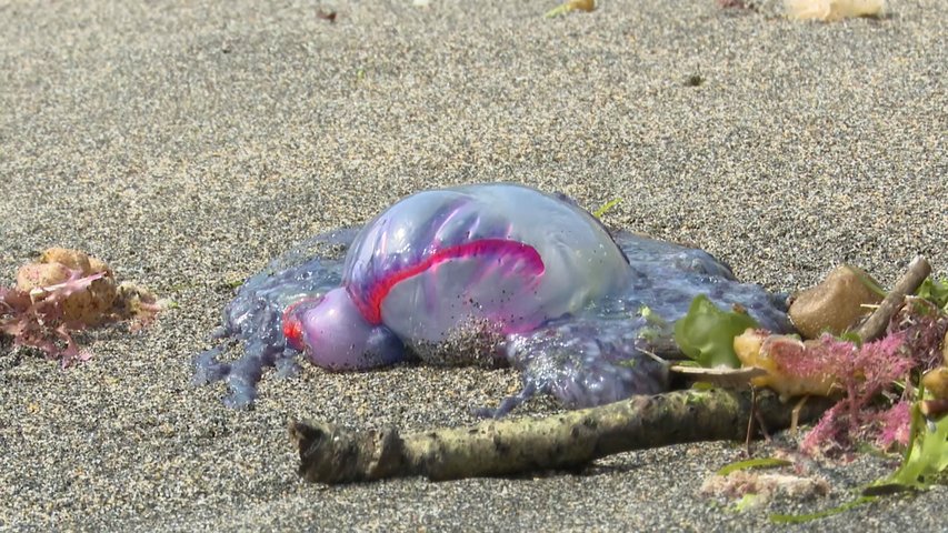 Recogidas más de 50 ejemplares de carabelas en las costas en las últimas horas