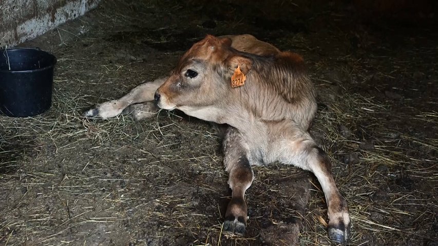 Xatín en una granja asturiana