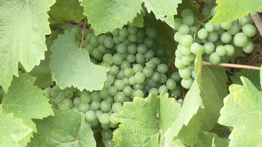 Uvas para vendimiar de la DOP Vino de Cangas