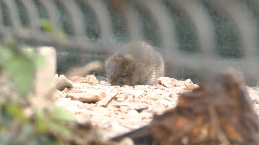 Una rata encontrada en Almacenes Industriales en Ciudad Naranco