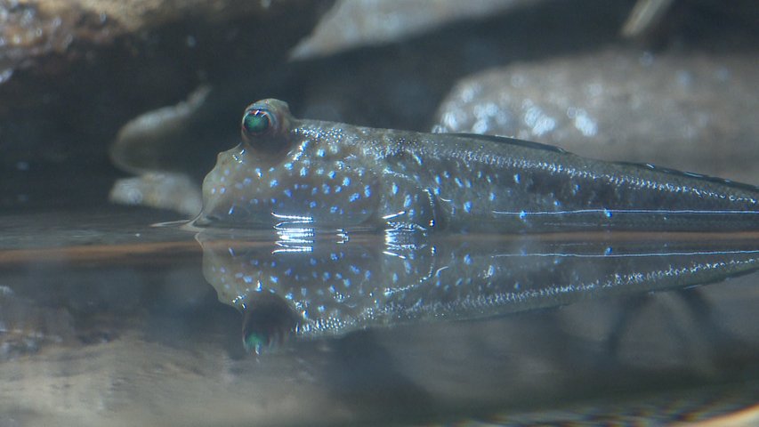 Un estanque con especies de las aguas tranquilas de África, en el Bioparc Acuario de Gijón