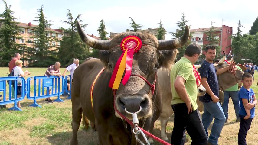 Toro ganador del certamen de ganados de San Agustín