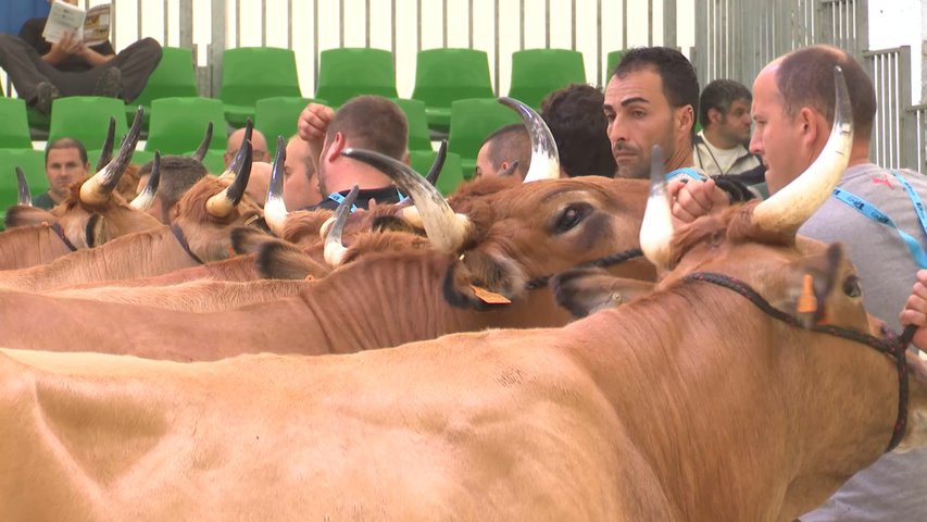 Tinéu y Les Regueres celebran sus ferias de ganado