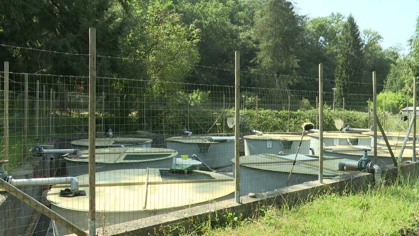 Piscinas para repoblación piscícola en El Esmerillón