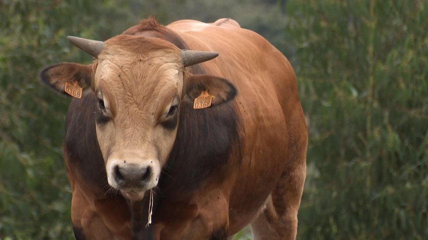 Vaca con EHE en una granja asturiana