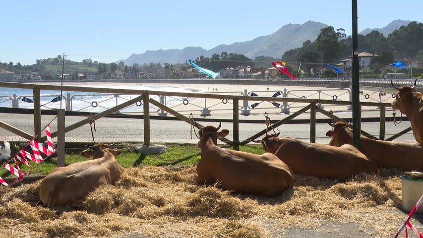 Doscientas vacas mirando al mar en Ribadesella	