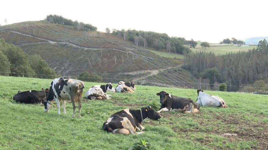 Genestosa cuenta con una ganadería ecológica que respeta el medio ambiente y el bienestar animal